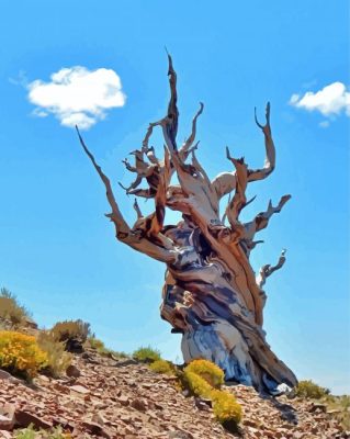 Bristlecone Pine Tree Paint By Numbers