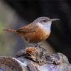 California Wren Bird Paint By Numbers