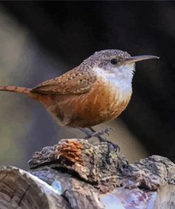 California Wren Bird Paint By Numbers