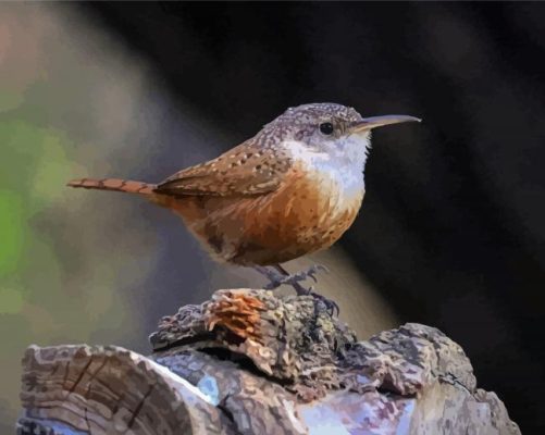 California Wren Bird Paint By Numbers