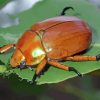 Christmas Beetle Paint By Numbers