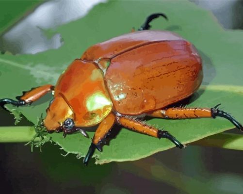 Christmas Beetle Paint By Numbers