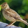 Cool Eurasian Skylark Paint By Numbers