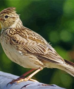 Cool Eurasian Skylark Paint By Numbers