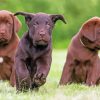 Cool Chocolate Labs Paint By Numbers