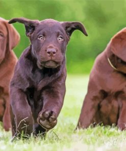 Cool Chocolate Labs Paint By Numbers