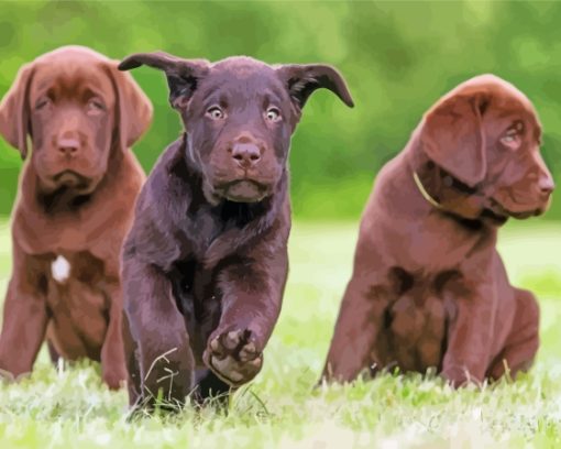 Cool Chocolate Labs Paint By Numbers