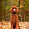 Cute Standard Poodle Paint By Numbers