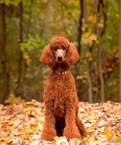 Cute Standard Poodle Paint By Numbers