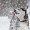 Cute Dog In Snow Paint By Numbers