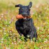 Flat Coated Retriever On The Way Home Paint By Numbers