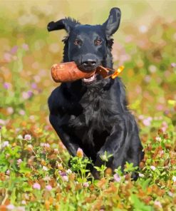 Flat Coated Retriever On The Way Home Paint By Numbers