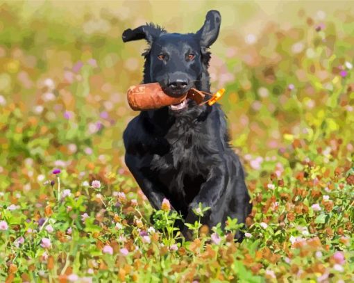 Flat Coated Retriever On The Way Home Paint By Numbers