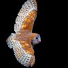 Flying Barn Owl Wings Paint By Numbers