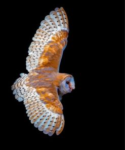 Flying Barn Owl Wings Paint By Numbers