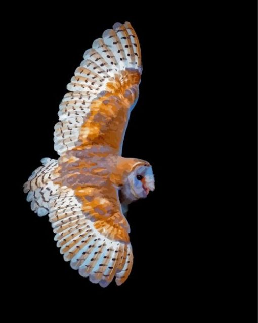 Flying Barn Owl Wings Paint By Numbers