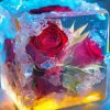 Frozen Rose Paint By Numbers