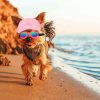 Puppy With Summer Hat In Beach Paint By Numbers