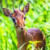 The Dik Dik Animal Paint By Numbers