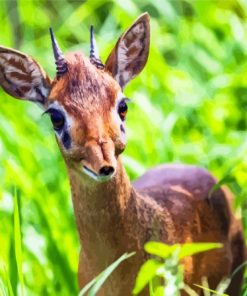 The Dik Dik Animal Paint By Numbers