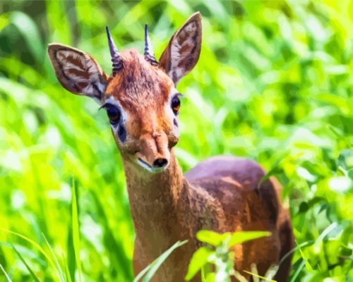 The Dik Dik Animal Paint By Numbers