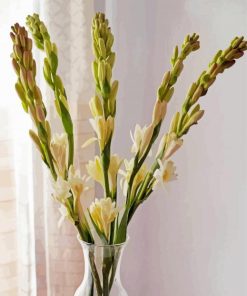 Tuberose In Vase Paint By Numbers