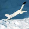 White Ermine In Snow Paint By Numbers