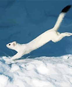 White Ermine In Snow Paint By Numbers