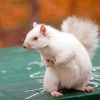 White Albino Squirrel Paint By Numbers