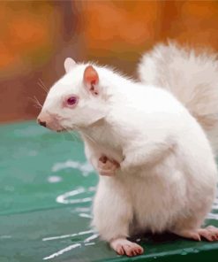 White Albino Squirrel Paint By Numbers