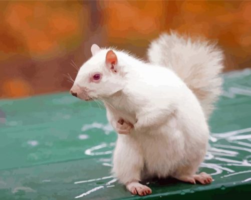 White Albino Squirrel Paint By Numbers