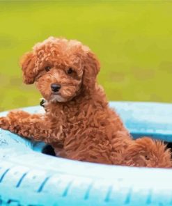 Whoodle Puppy In Tire Paint By Numbers