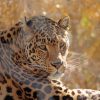 Wild Leopard Paint By Numbers