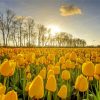 Yellow Tulips In Field Paint By Numbers