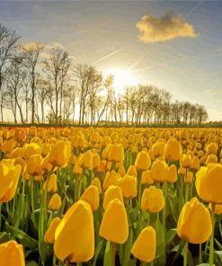 Yellow Tulips In Field Paint By Numbers