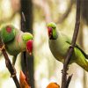 Alexandrine Parakeet Birds Paint By Numbers