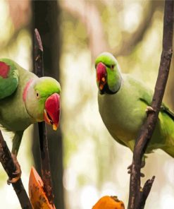 Alexandrine Parakeet Birds Paint By Numbers