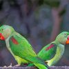 Alexandrine Parakeets Paint By Numbers