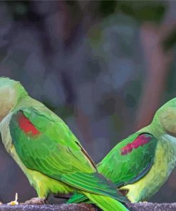 Alexandrine Parakeets Paint By Numbers