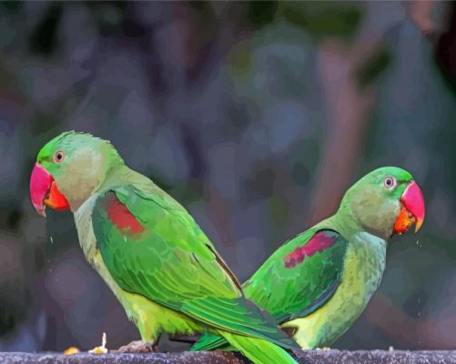 Alexandrine Parakeets Paint By Numbers