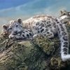 Baby Snow Leopard On Treeon Branch Paint By Numbers