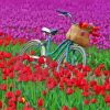 Bicycle And Tulip Field Paint By Numbers