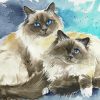 Birman Cats Paint By Numbers