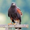 Black Falcon Bird Paint By Numbers