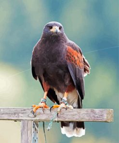 Black Falcon Bird Paint By Numbers