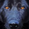 Black Shepherd Close Up Paint By Numbers