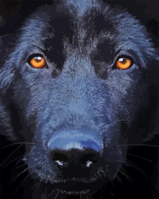 Black Shepherd Close Up Paint By Numbers