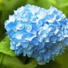 Blue Hydrangea Paint By Numbers