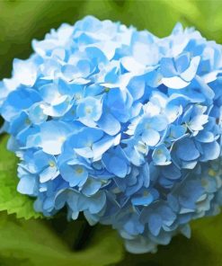 Blue Hydrangea Paint By Numbers