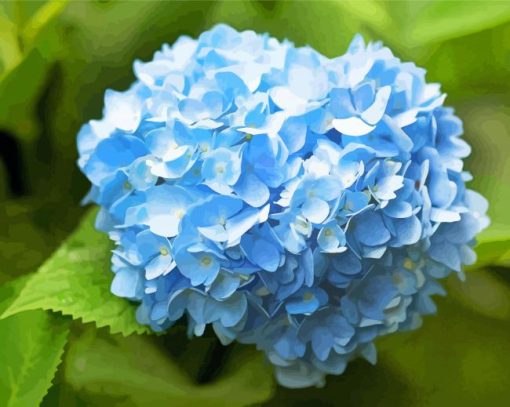 Blue Hydrangea Paint By Numbers